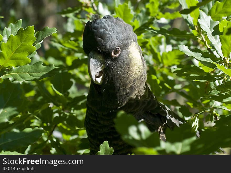 Yellow Tailed Black Cockatoo sitting in tree with green background. Yellow Tailed Black Cockatoo sitting in tree with green background