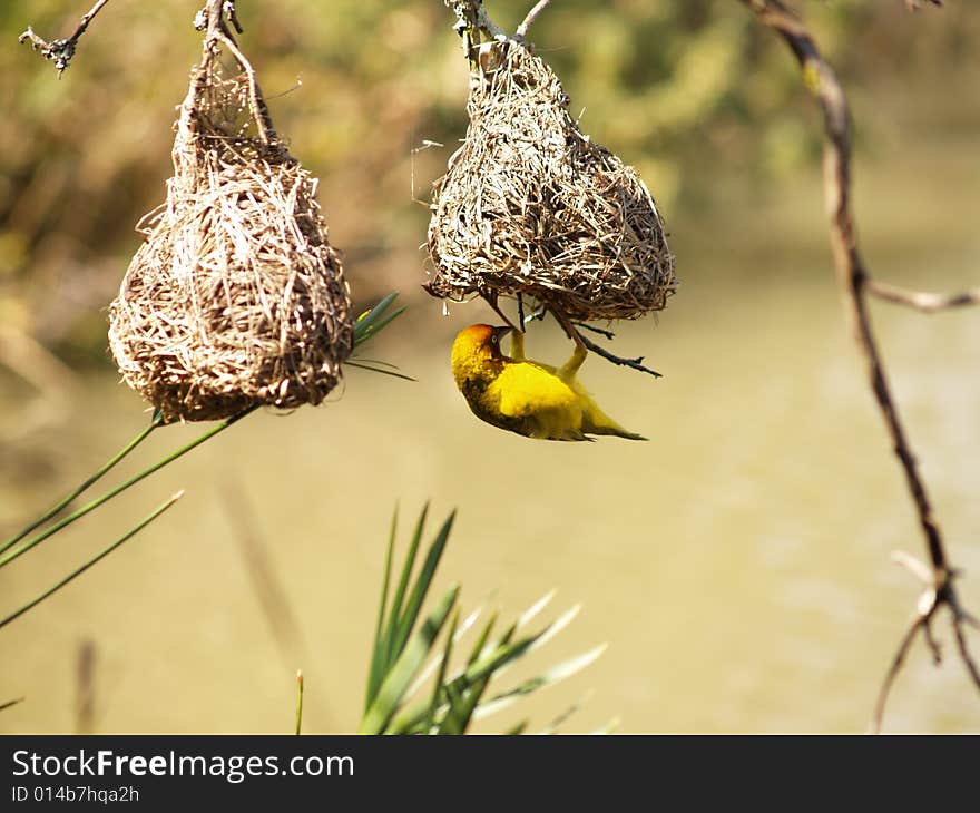 Cape Weaver