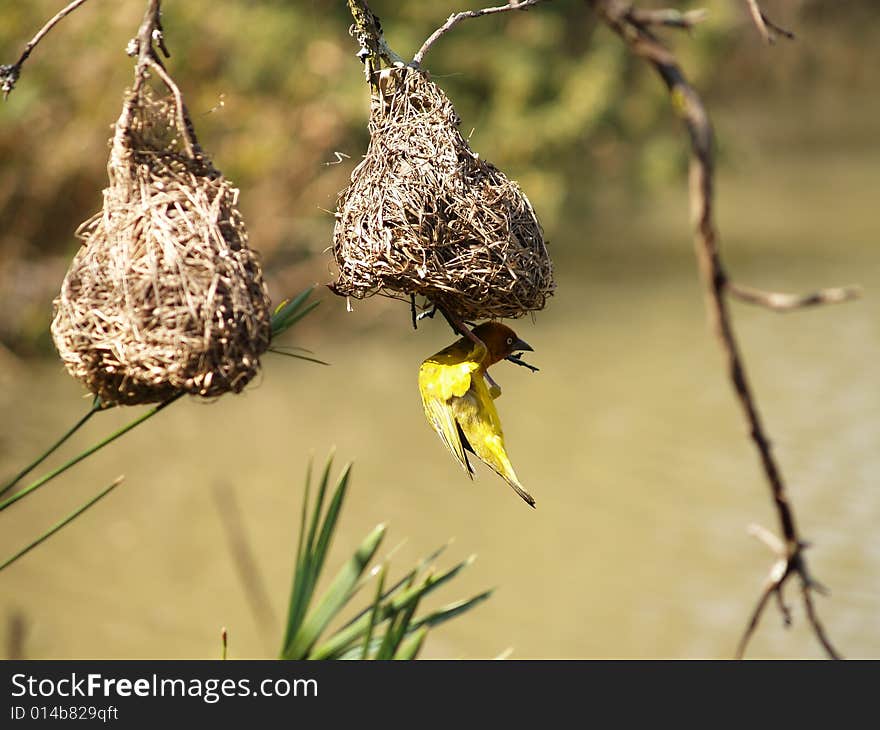 Cape Weaver