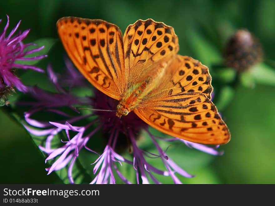 Beautiful butterfly on the flower