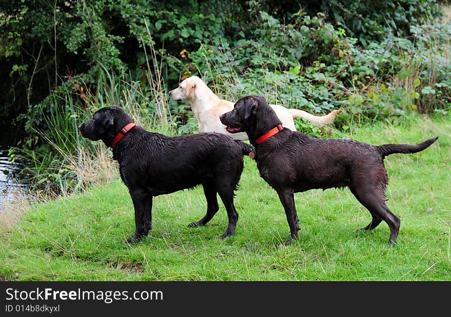 Shot of three cute labrador puppies outdoors. Shot of three cute labrador puppies outdoors