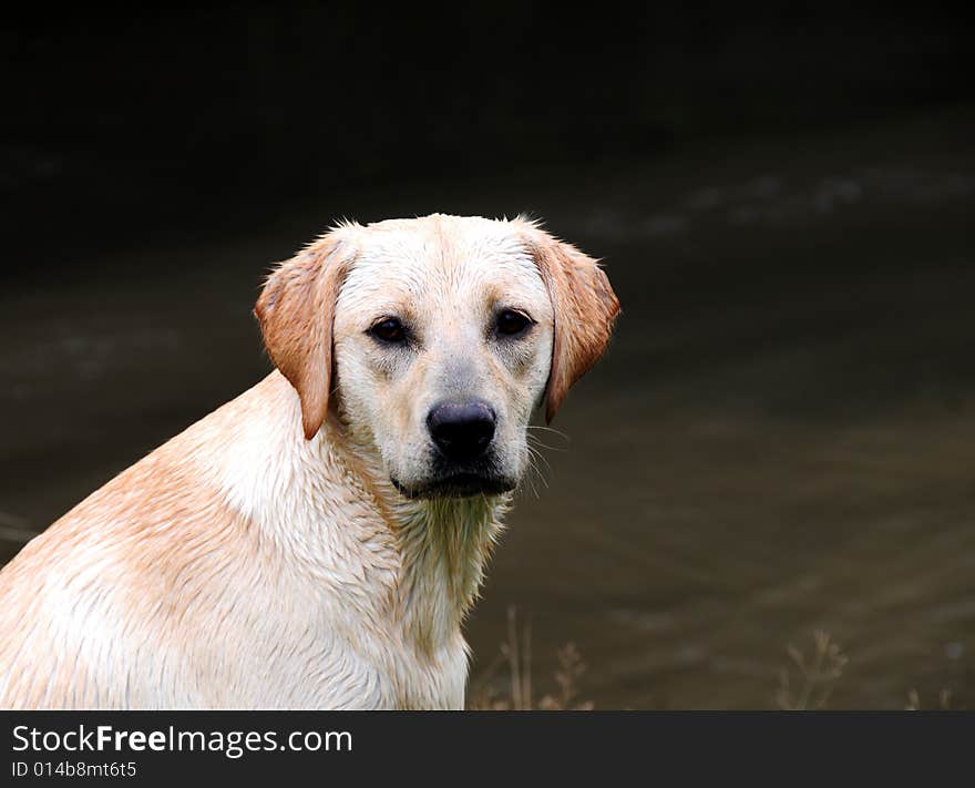 Cute puppy labrador