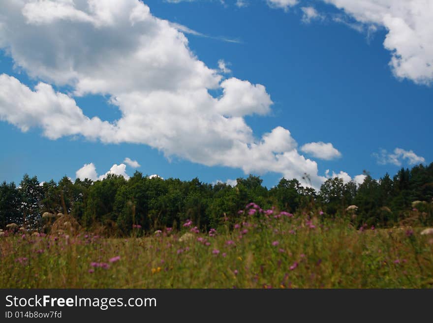 Summer field