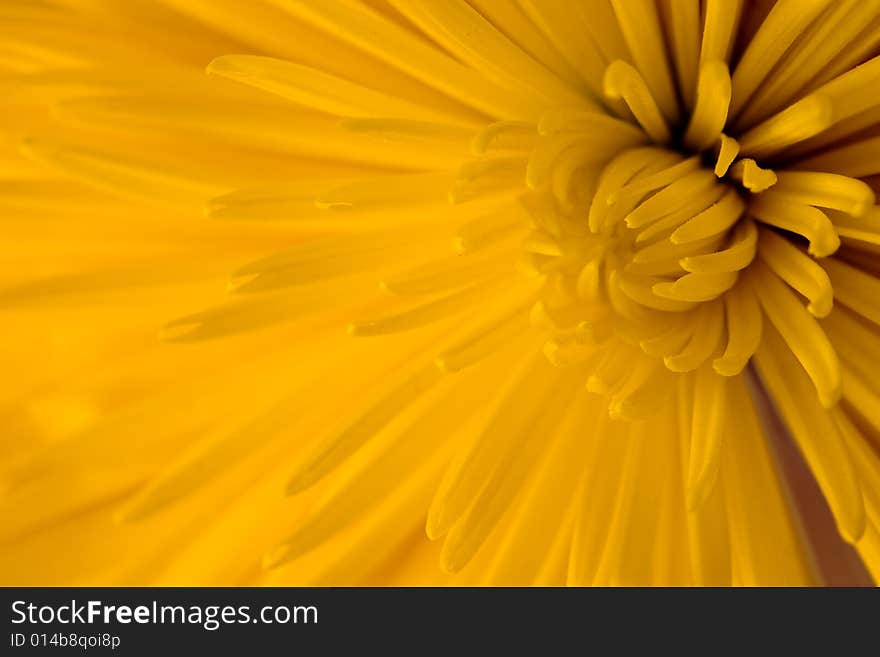 Close-up of yellow dahlia