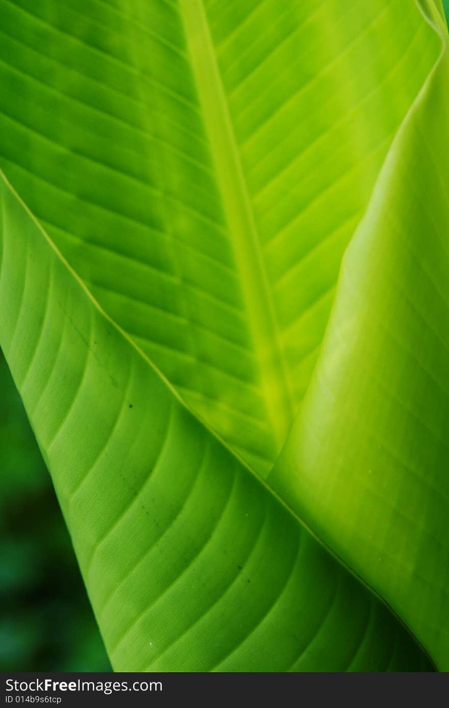 Large Green Leaf. Large Green Leaf