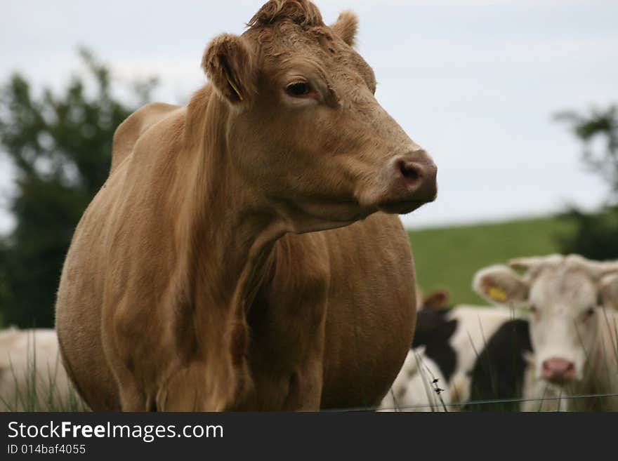 Irish cows, still poplar business in ireland, they are sort of decoration of the irish panoramas