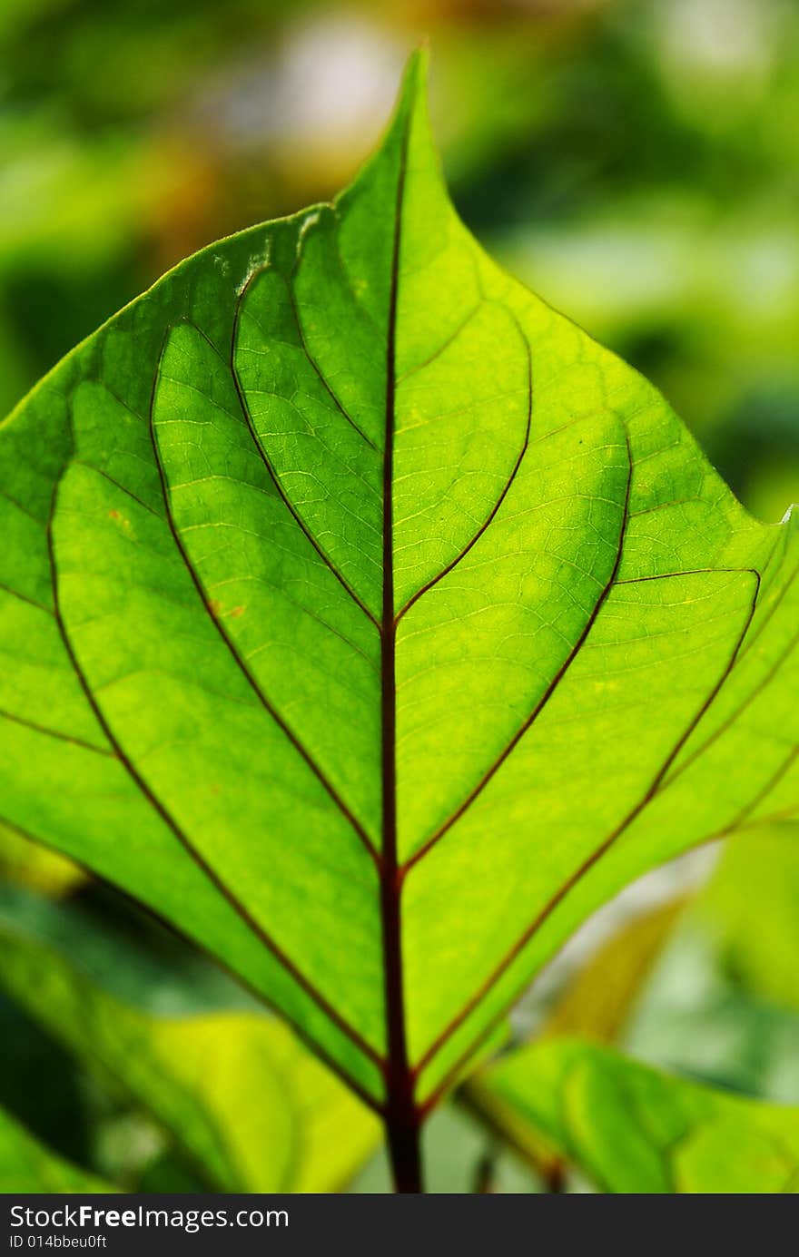 Green Leaf in the Sunshine. Green Leaf in the Sunshine