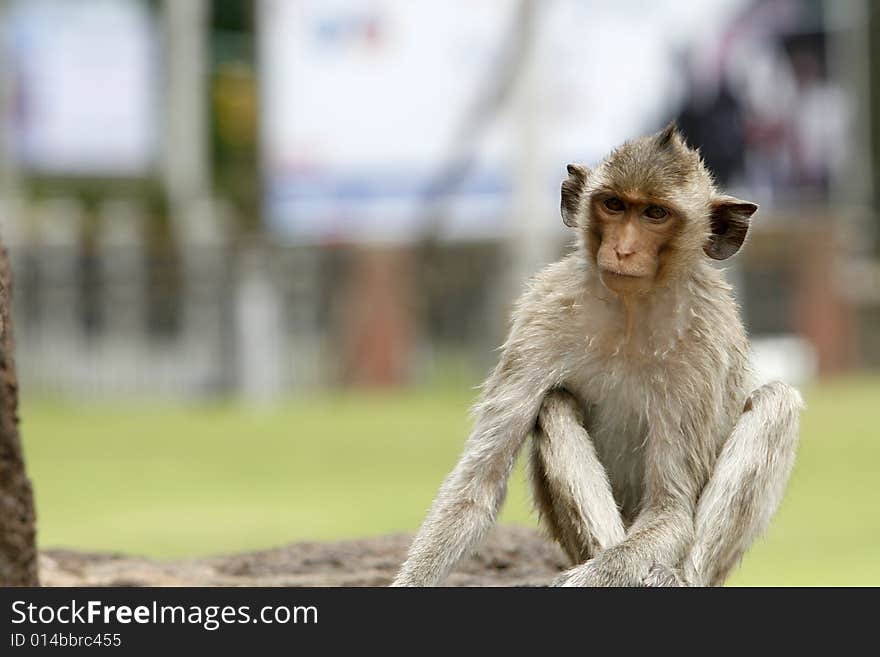 Monkey in a histirorical park at Asia. Monkey in a histirorical park at Asia