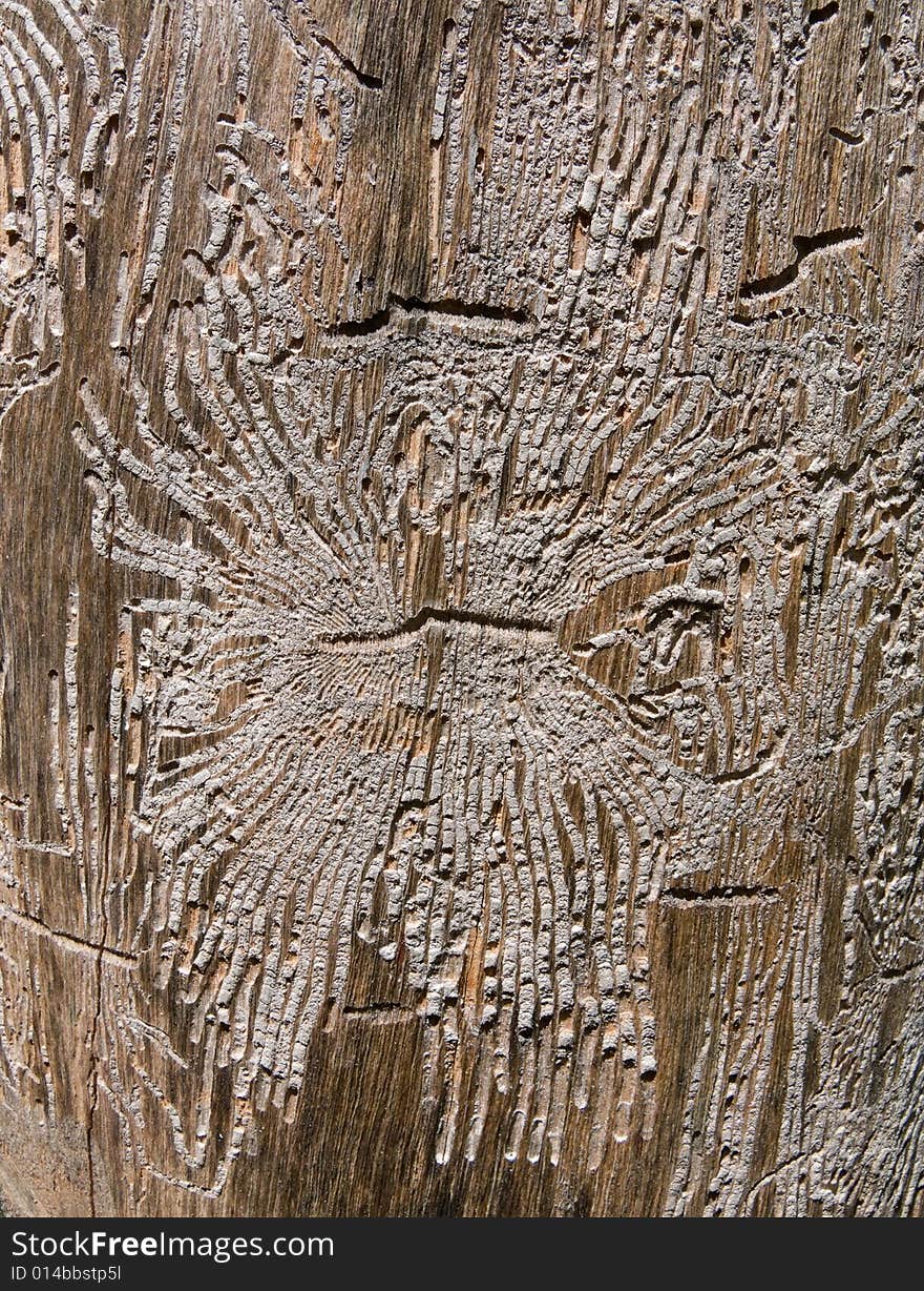 A close-up of texture of dry old tree without bark and with the many dints of bark beetles on surface. Russian Far East, Primorye. A close-up of texture of dry old tree without bark and with the many dints of bark beetles on surface. Russian Far East, Primorye.