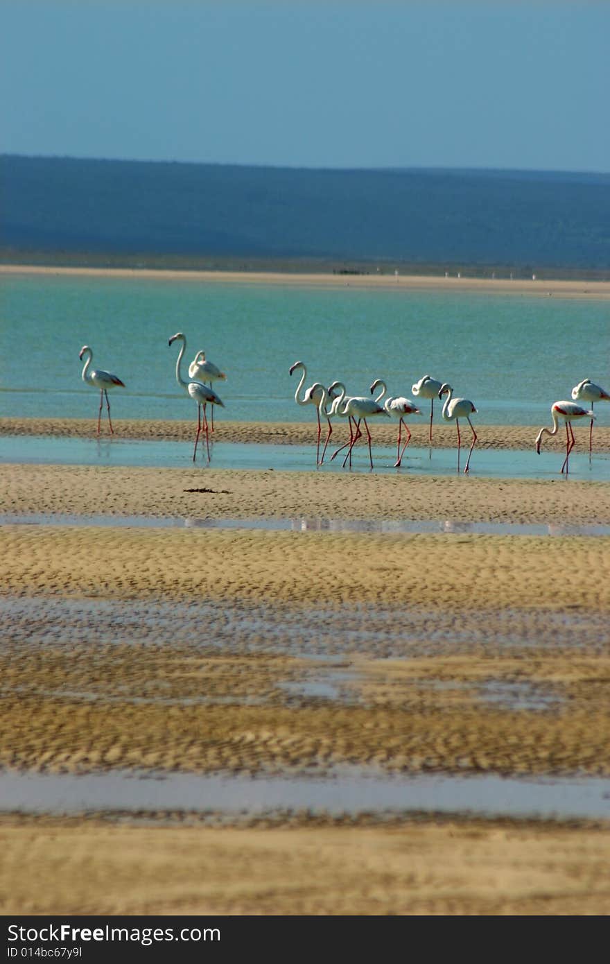 Flamingoes wading at a lagoon.