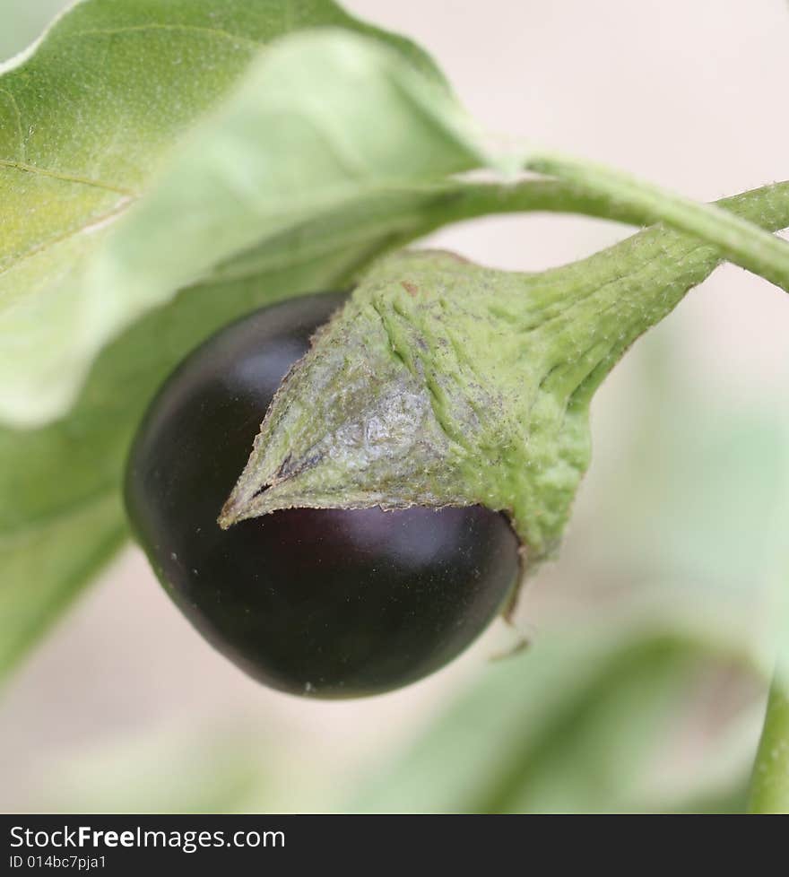 Aubergine