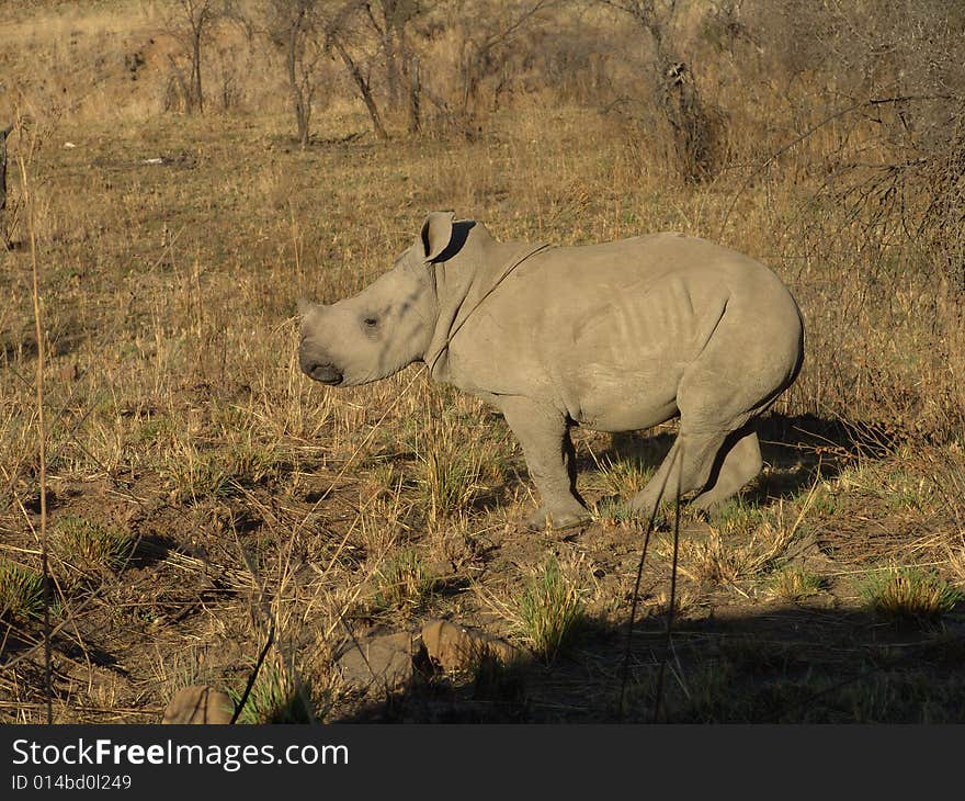 Baby Rhino