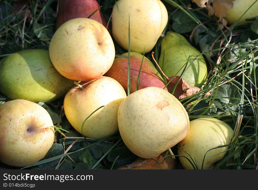 Apples and pear in fruit garden