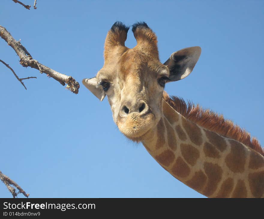 Curious giraffe looking into sunroof of car