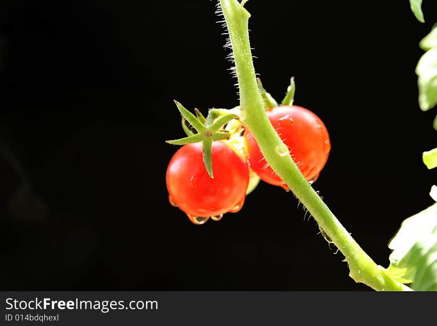 Most tomatoes are red when ripe, but some kinds are yellow.