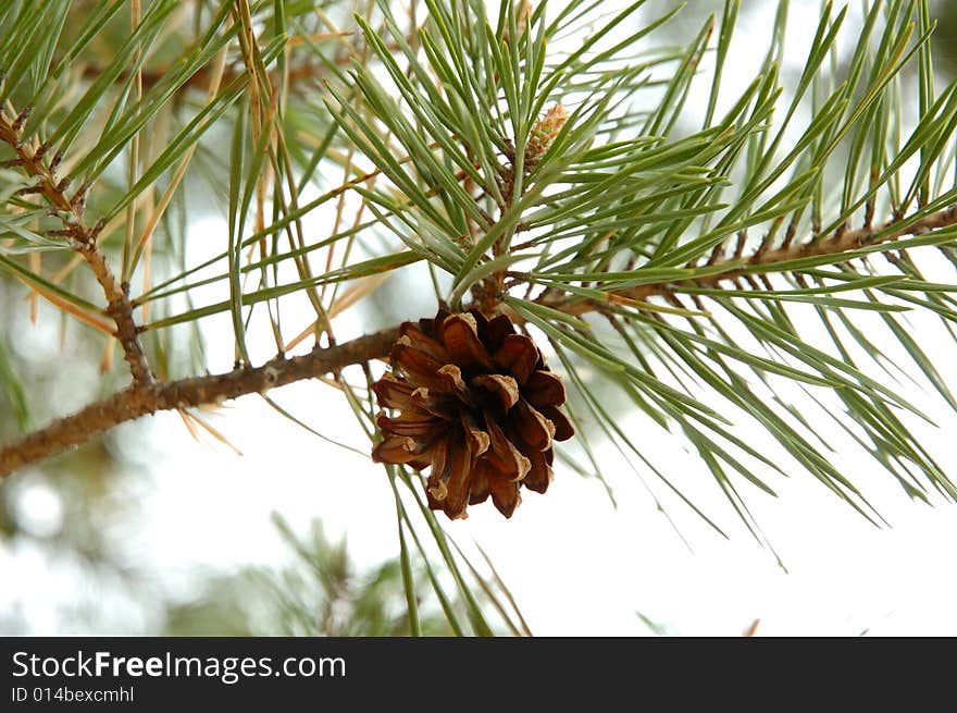 Single conifer cone - natural autumn background. Single conifer cone - natural autumn background.