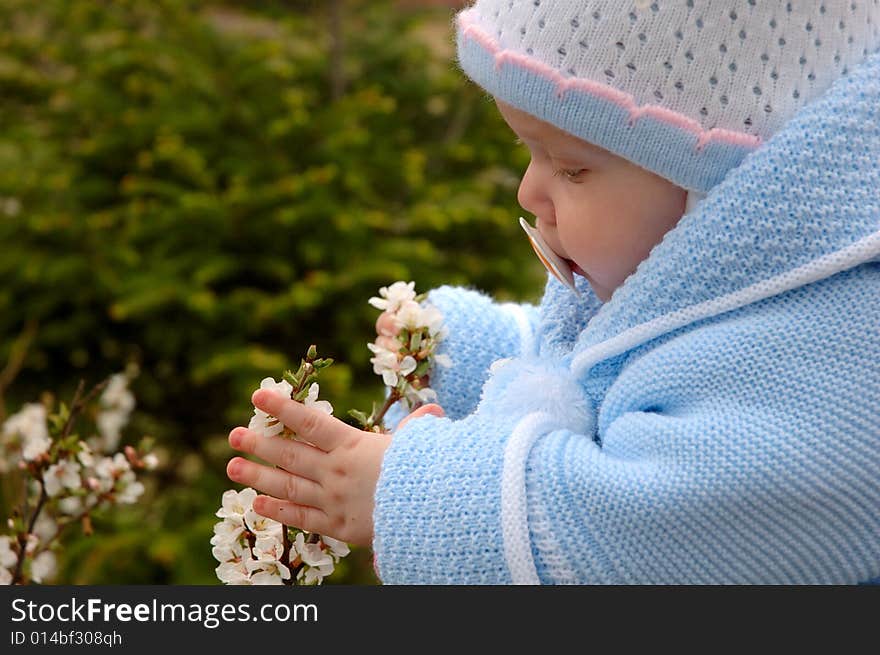 Pretty little girl play with cherry blossoms.