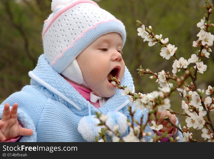 Pretty little girl with blue jacket play and eat cherry blossoms. Pretty little girl with blue jacket play and eat cherry blossoms.