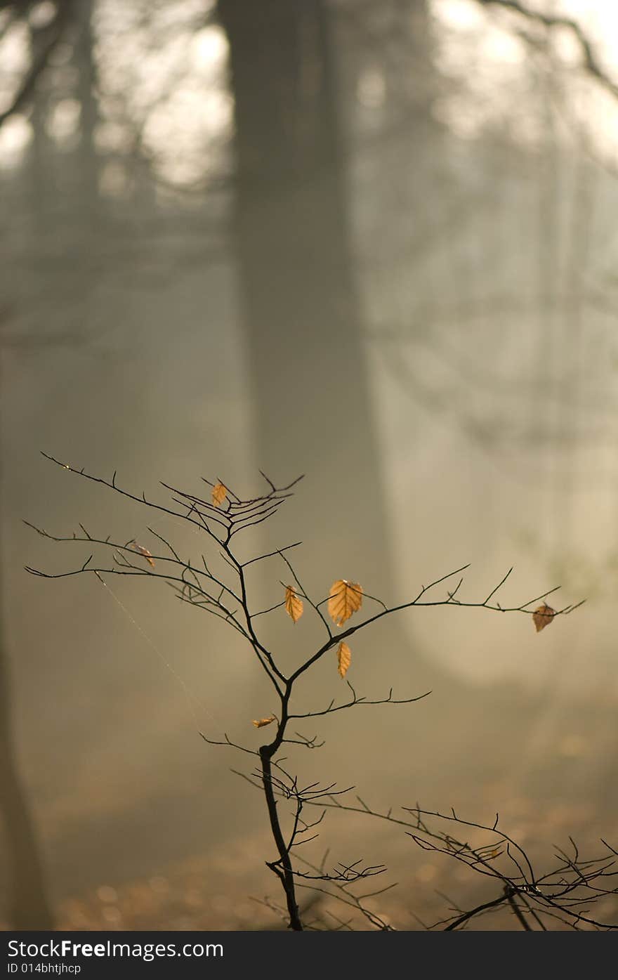 Trees silhouetted in a wood