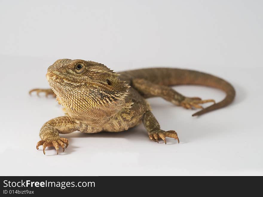 Bearded dragon on isolated white background. Bearded dragon on isolated white background