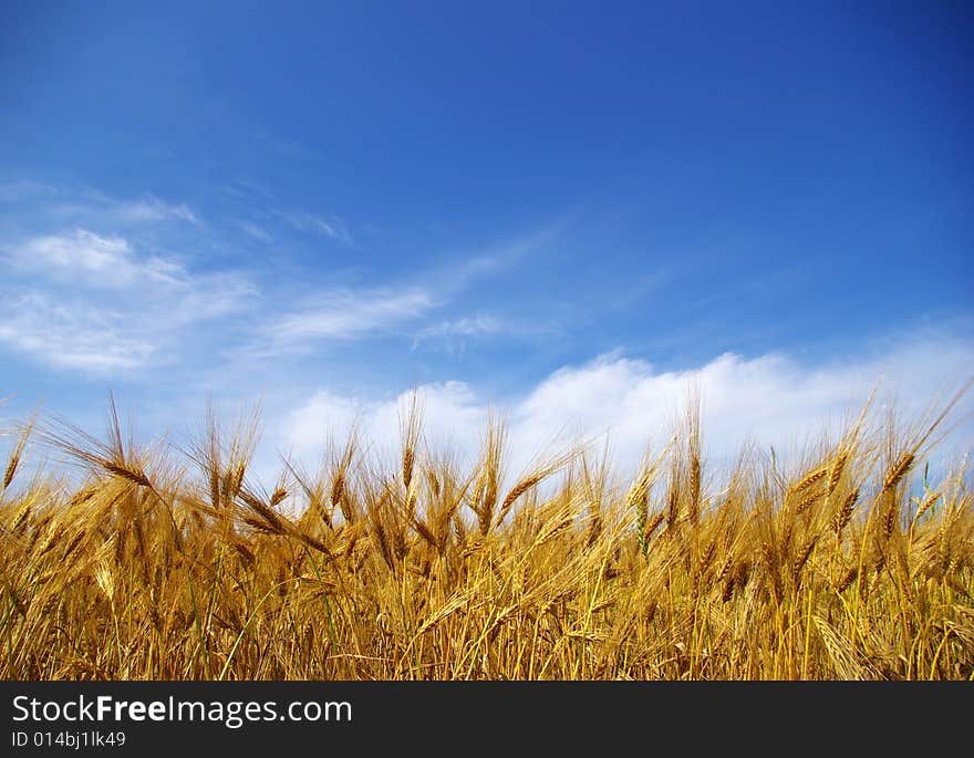 Wheat field