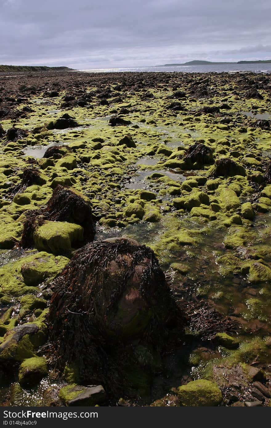 Sea weed covered rocks on beale beach co kerry ireland on a cold winters morning. Sea weed covered rocks on beale beach co kerry ireland on a cold winters morning