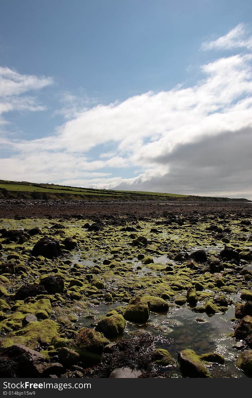 Sea weed covered rocks on beale beach co kerry ireland on a cold winters morning. Sea weed covered rocks on beale beach co kerry ireland on a cold winters morning