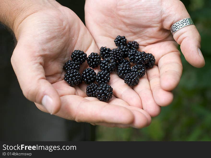 Blackberries in his hands