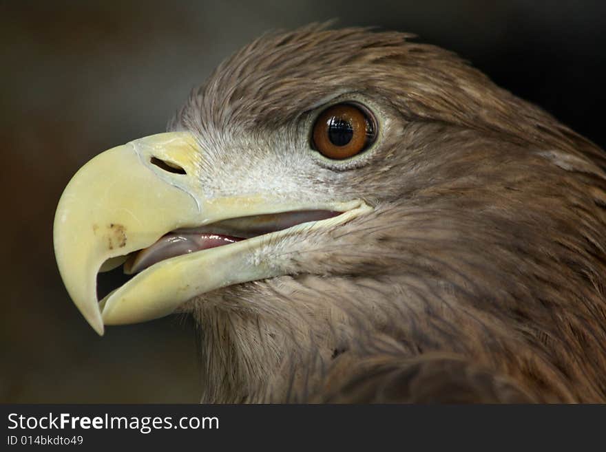 Close up of the eagle's head.