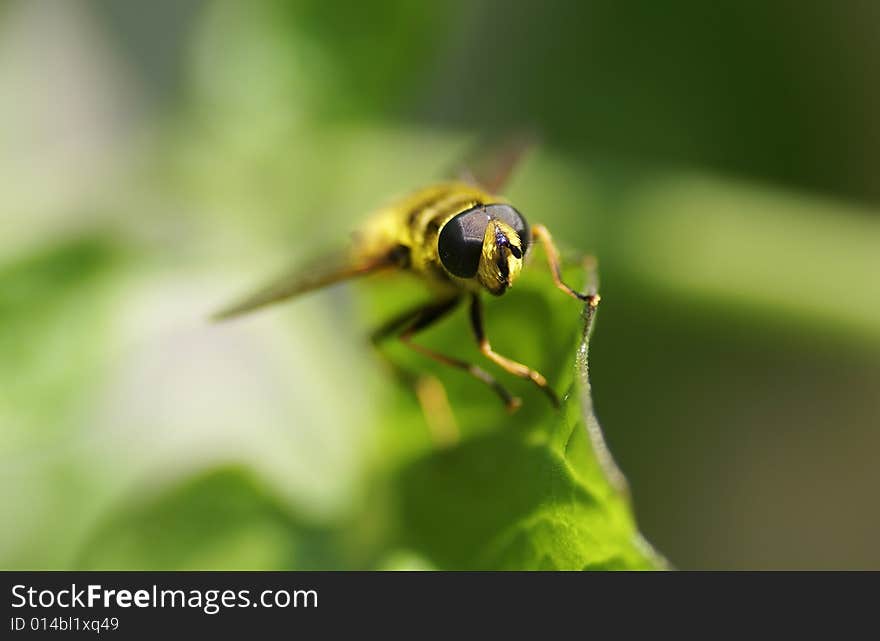 Close up of a wasp.