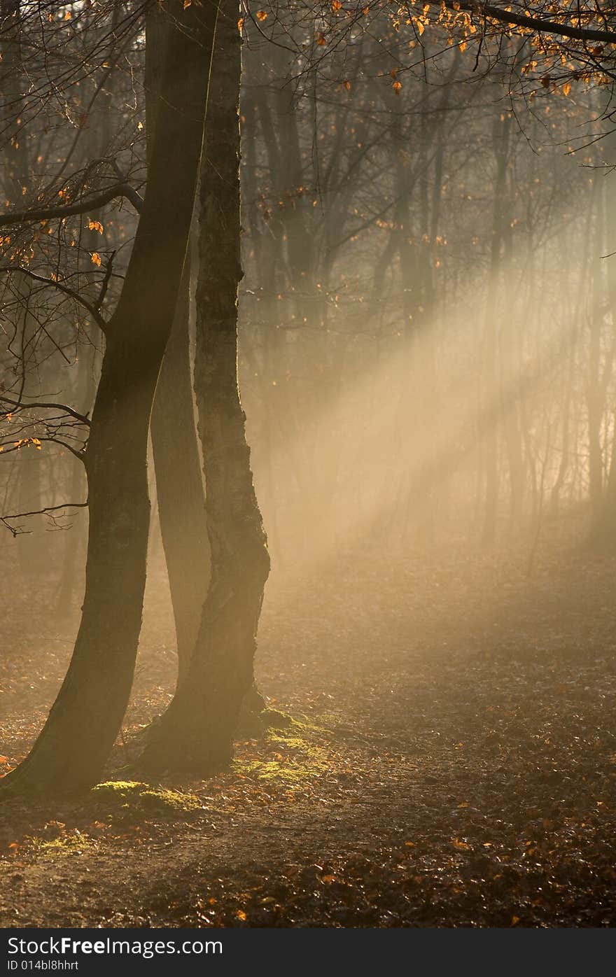 Morning mist in a wood