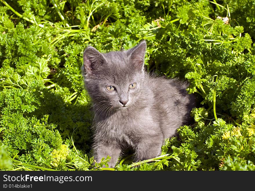 Playing kitten on the parsley grass. Playing kitten on the parsley grass