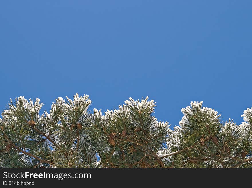 Pine-tree covered with snow, view from below. Pine-tree covered with snow, view from below