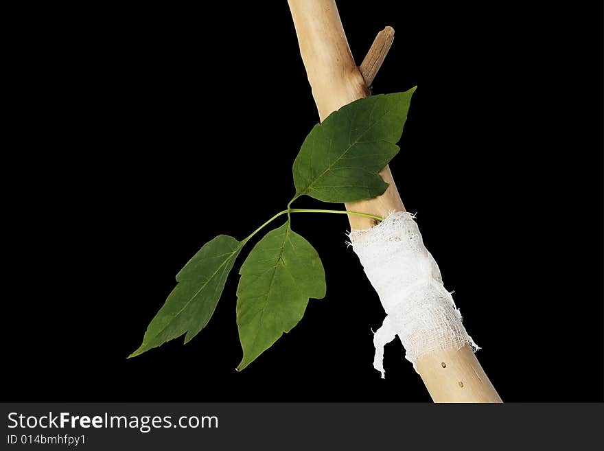 Green leaf binded to wooden stick with white bandage. Green leaf binded to wooden stick with white bandage