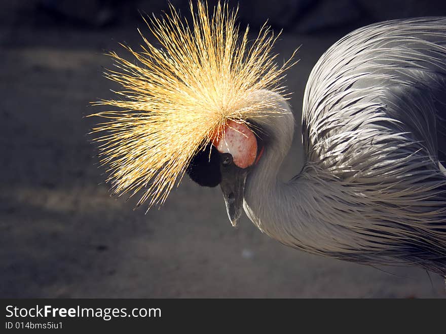 Crested crane in the zoo