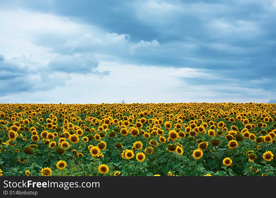 Field of sunflowers