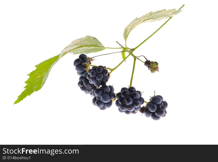 A blackberry sprig isolated on white