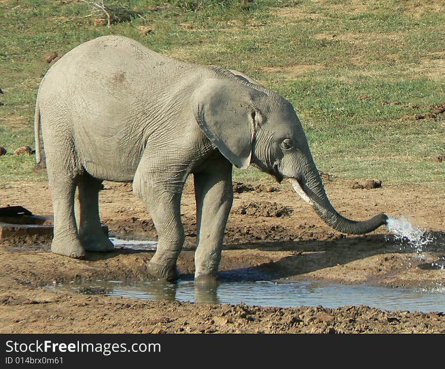 Elephant drinking water,Addo park,South Africa. Elephant drinking water,Addo park,South Africa