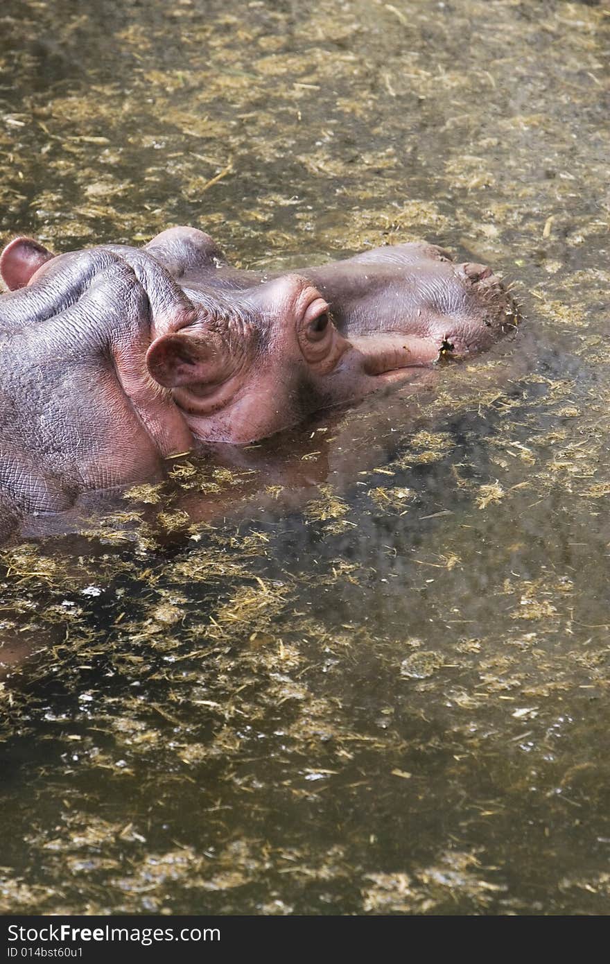 The hippopotamus in the water .