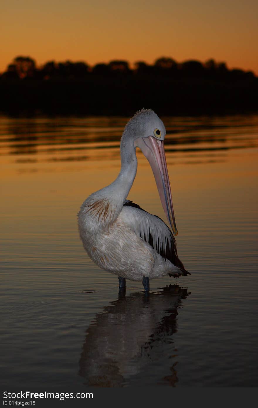 Pelican posing