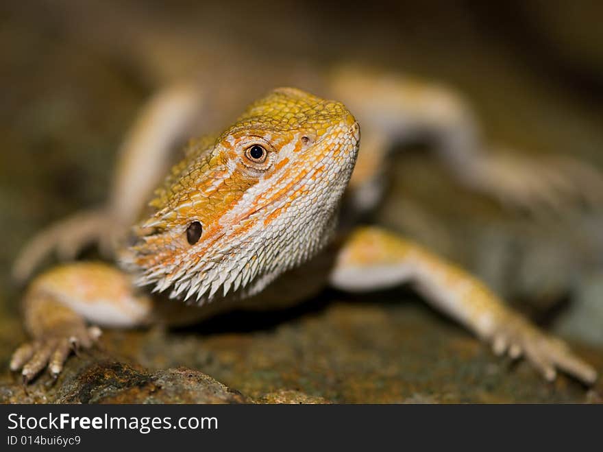 Bearded dragon sitting on rock