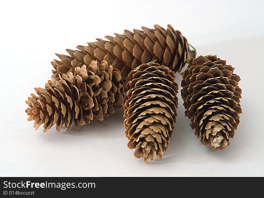 Fir cones