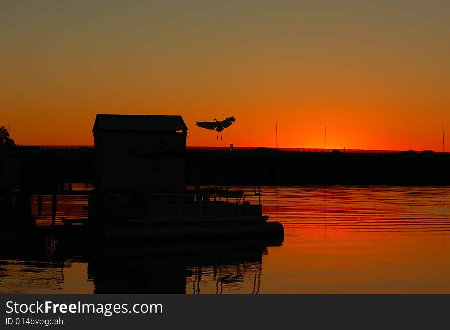 Bird landing in the afternoon sunset light