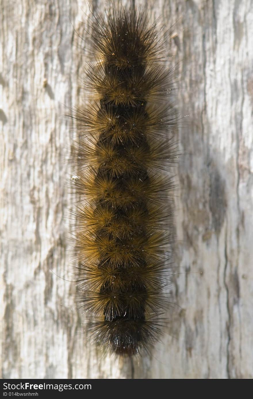 Catapillar On Bark