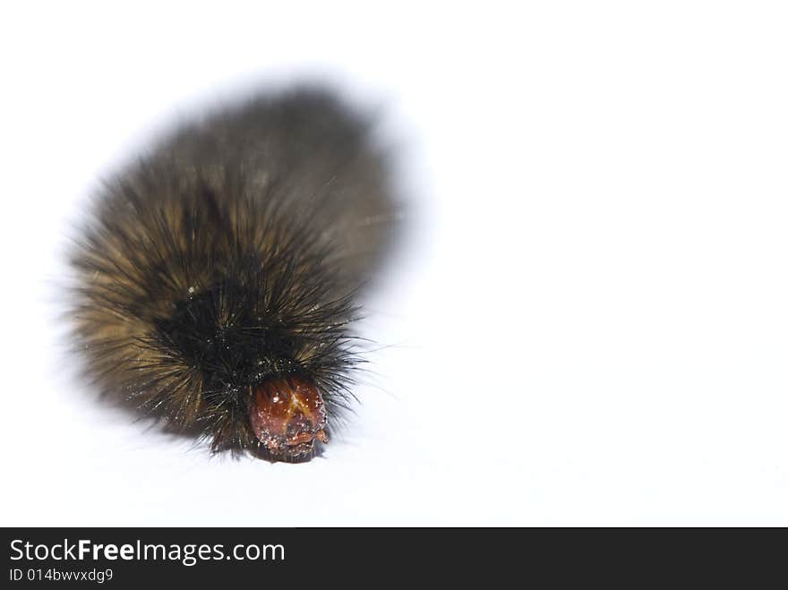 Catapillar on white isolated background