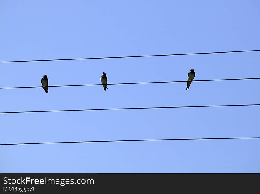 Three birds on the wire, blue sky behind