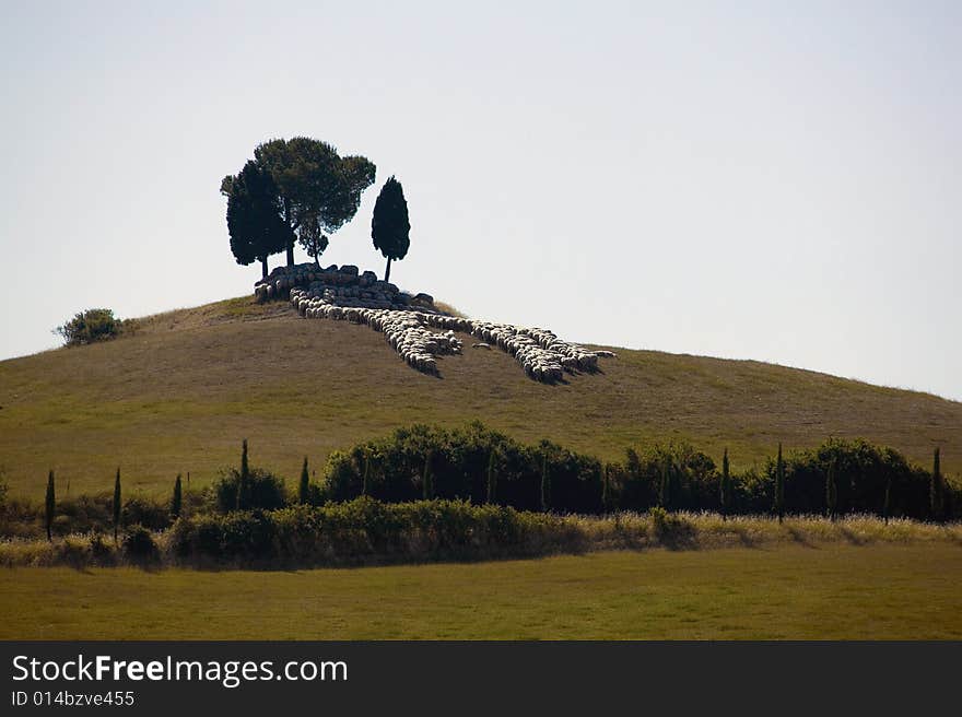 A flock of sheep on a Tuscan hill. A flock of sheep on a Tuscan hill