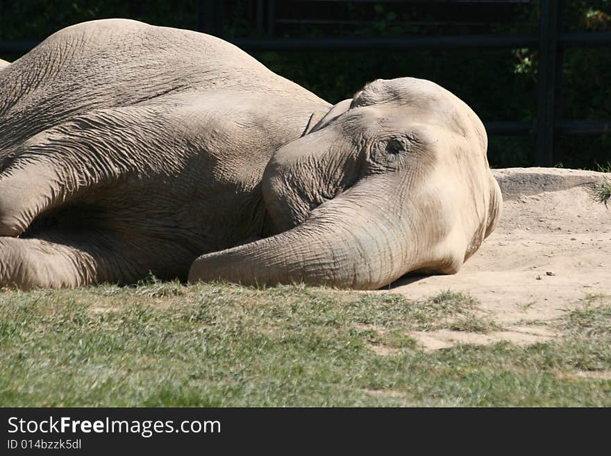 Sleeping elephant