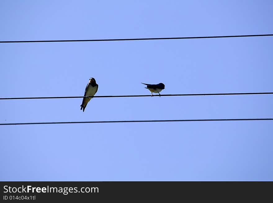 Two birds on the wire, blue sky behind