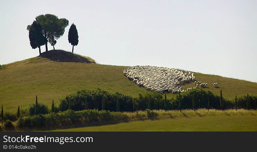 A flock of sheep on a Tuscan hill. A flock of sheep on a Tuscan hill